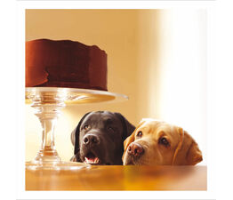 Labradors Gazing At Chocolate Cake