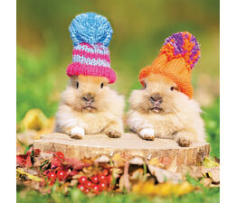 Little Bunny Rabbits In Wooly Hats