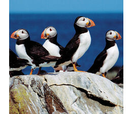 Group Of Puffins On A Rock