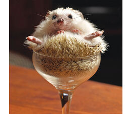 Hedgehog In Cocktail Glass