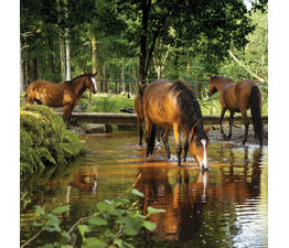 Horses At Dockens Water