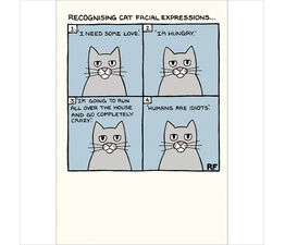 Cat Facial Expressions