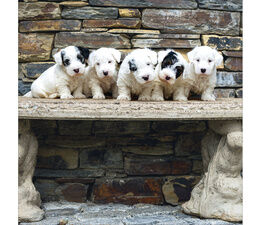 Five Sealyham Terrier Puppies On A Stone Bench
