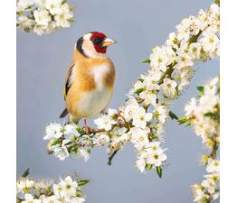 Goldfinch