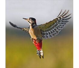 Great Spotted Woodpecker Dedrocops Major