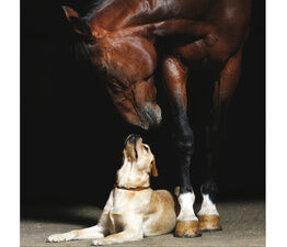 Horse And Dog