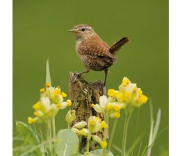 Wren