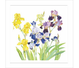 Yellow Purple And Blue Irises