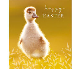Easter Card - Baby Chick
