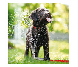 Labrador Puppy In A Sprinkler