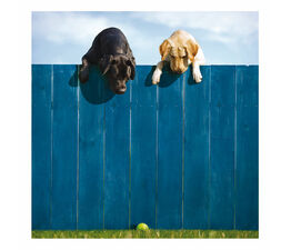 Labradors Looking Over A Blue Fence