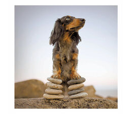 Long-Haired Dachshund Standing On Pebble Pile
