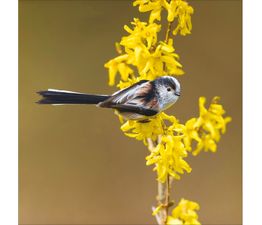 Long-Tailed Tit Perched On Forsythia Twig