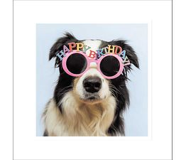 Black And White Dog With Happy Birthday Glasses