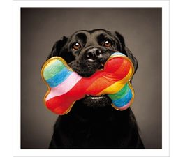 Black Labrador With Rainbow Bone Toy
