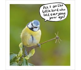 Blue Tit Perched On A Branch