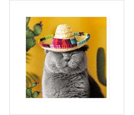 Mexicat