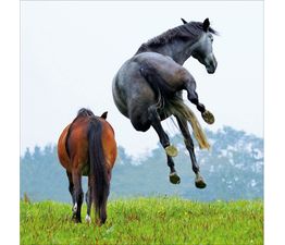 Two Horses In Field, One Jumping