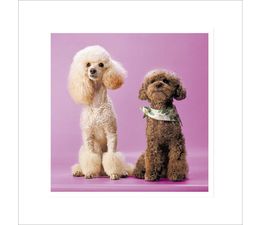 White Poodle Next To Brown Miniature Poodle