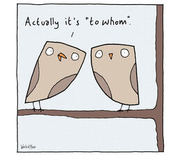 Owls Talking On Branch