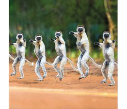 Dance the Night Away