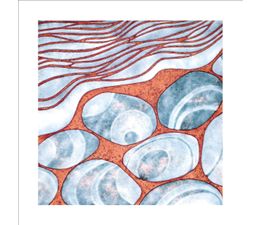 The Eco Friendly Card Co - Seashore Card