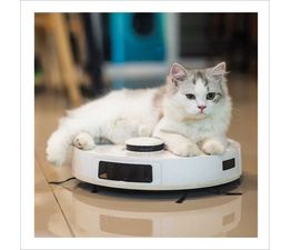 Cleanopatra Greetings Card