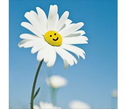 Oops a Daisy Greetings Card