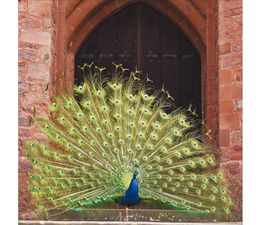 Peacock at Powis Castle Greetings Card
