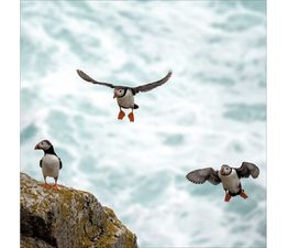 Puffins on Lundy Island Greetings Card