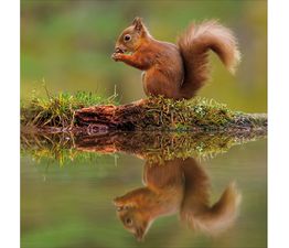 Red Squirrel Greetings Card