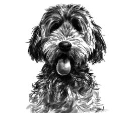 Sketch Of Scruffy Looking Dog Greetings Card
