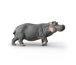 Schleich - Hippopotamus