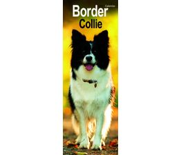 Otter House - Border Collie Slim Calendar 2027
