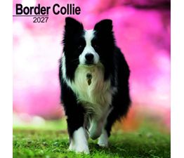 Otter House - Border Collie Wall Calendar 2027