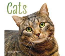 Otter House - Cats Wall Calendar 2027