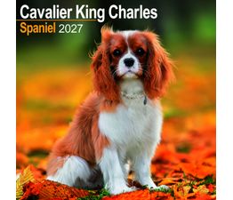 Otter House - Cavalier King Charles Spaniel Wall Calendar 2027