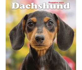 Otter House - Dachshund Puppies Mini Calendar 2027