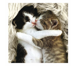 Two Kittens Cuddling