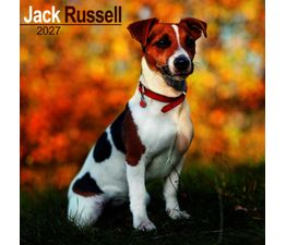 Otter House - Jack Russell Wall Calendar 2027