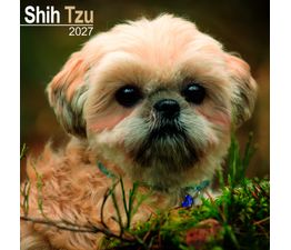 Otter House - Shih Tzu Wall Calendar 2027