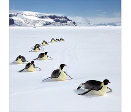 Penguins Sliding Over The Snow Christmas Card