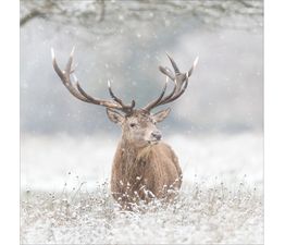 Red Stag In Winter Christmas Card