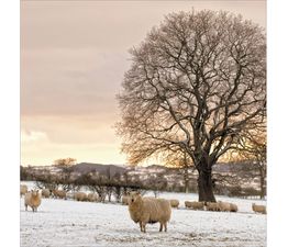 Sheep In Snowy Field Christmas Card