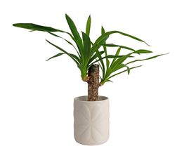 Beau &amp; Elliot Carnaby Large Ceramic Pot Ivory
