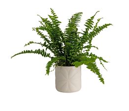 Beau &amp; Elliot Carnaby Small Ceramic Pot Ivory