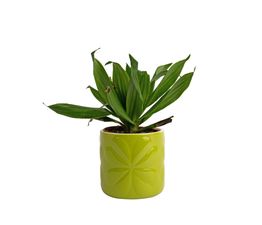 Beau &amp; Elliot Carnaby Small Ceramic Pot Lime