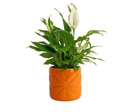 Beau &amp; Elliot - Carnaby Small Ceramic Pot Orange