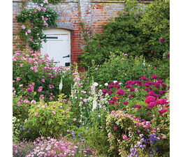 White Garden Gate Leading To Beautiful Rose Garden