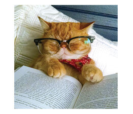 Cat Asleep With Book